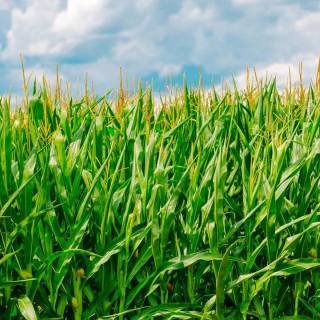 Maize field wallpaper