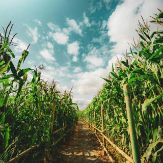 Maize field wallpaper