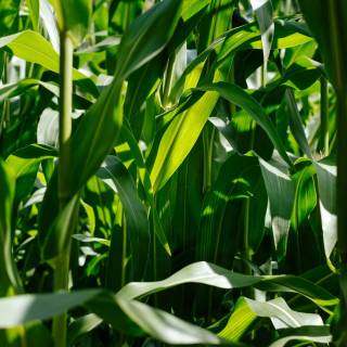 Maize field wallpaper