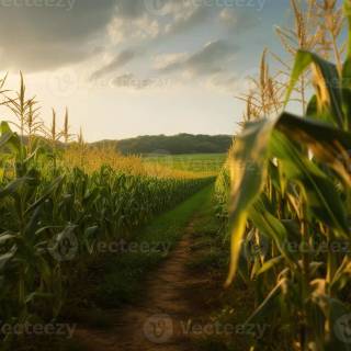 Maize field wallpaper
