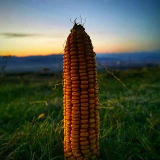 Maize field wallpaper