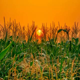 Maize field wallpaper