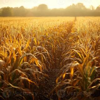 Maize field wallpaper