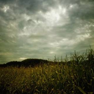 Maize field wallpaper