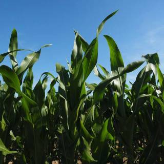 Maize field wallpaper