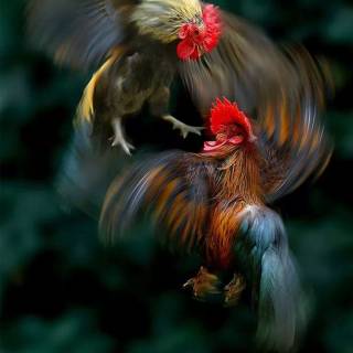 Rooster fight wallpaper