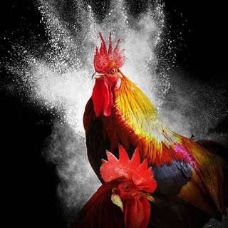 Rooster fight wallpaper