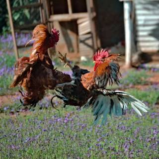 Rooster fight wallpaper
