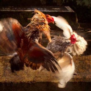 Rooster fight wallpaper