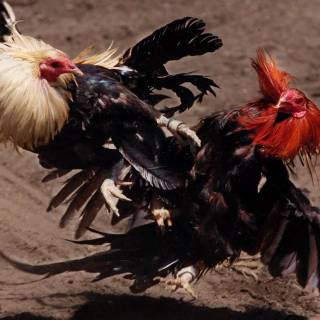 Rooster fight wallpaper