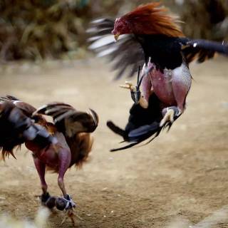 Rooster fight wallpaper