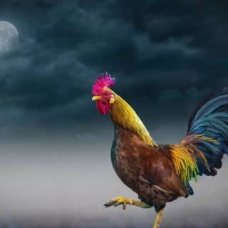 Rooster fight wallpaper