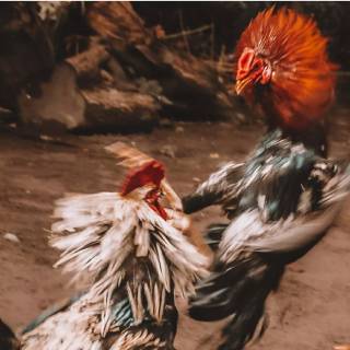 Rooster fight wallpaper