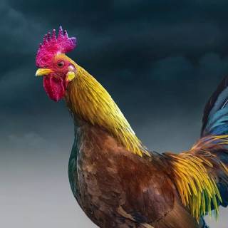 Rooster fight wallpaper