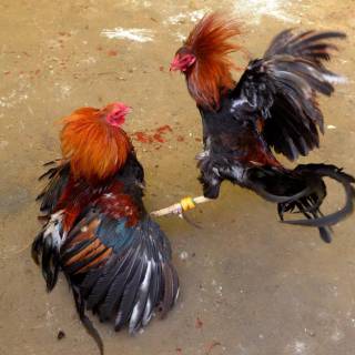 Rooster fight wallpaper