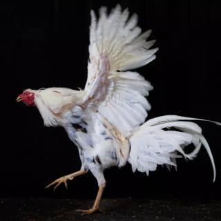 Rooster fight wallpaper