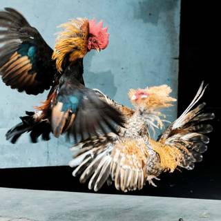 Rooster fight wallpaper