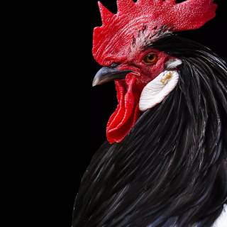 Rooster fight wallpaper