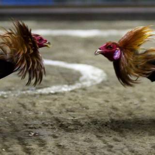 Rooster fight wallpaper