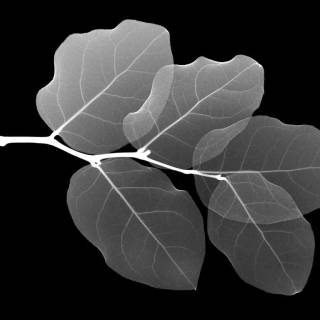 Black and white Windows wallpaper