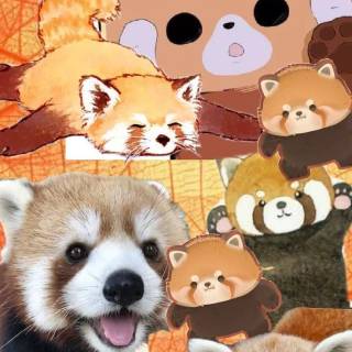 Red panda cartoon wallpaper