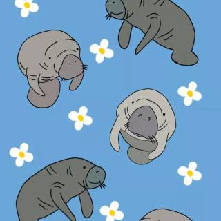 Drawing manatee wallpaper