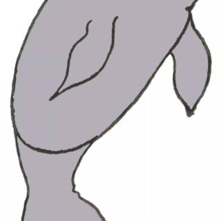 Drawing manatee wallpaper