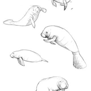 Drawing manatee wallpaper