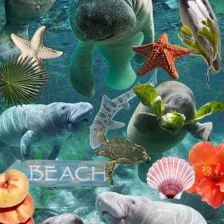 Drawing manatee wallpaper