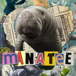 Manatee wallpaper