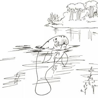 Drawing manatee wallpaper