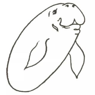 Drawing manatee wallpaper