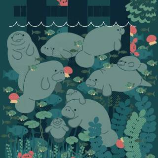 Drawing manatee wallpaper