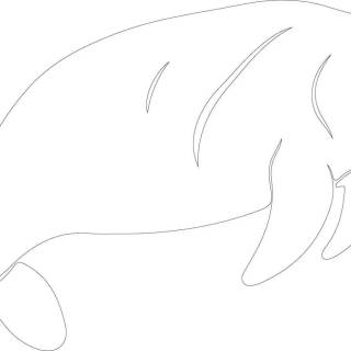 Drawing manatee wallpaper
