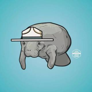 Drawing manatee wallpaper
