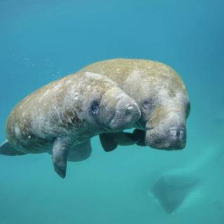 Manatee wallpaper