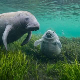 Manatee wallpaper