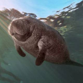 Manatee wallpaper