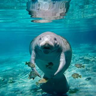 Manatee wallpaper
