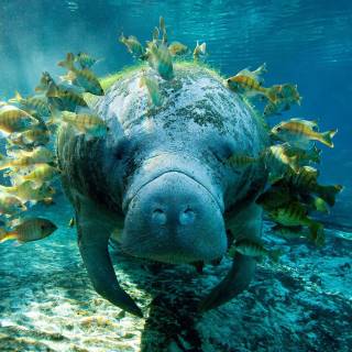 Manatee wallpaper