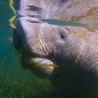 Manatee wallpaper