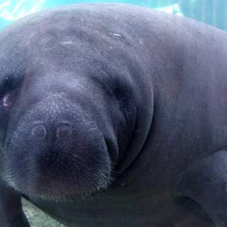 Manatee wallpaper