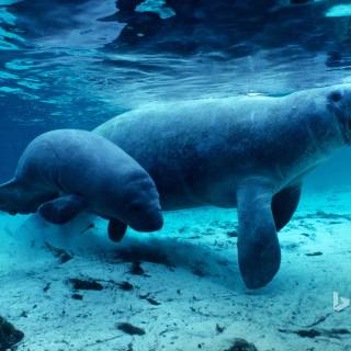 Manatee wallpaper