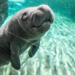 Manatee wallpaper