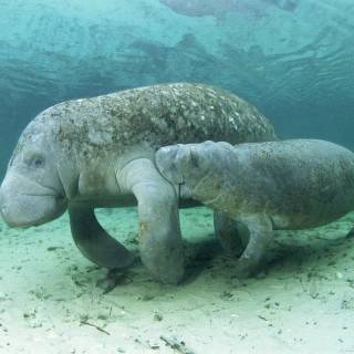 Manatee wallpaper