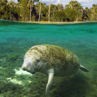 Manatee wallpaper