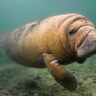 Manatee wallpaper