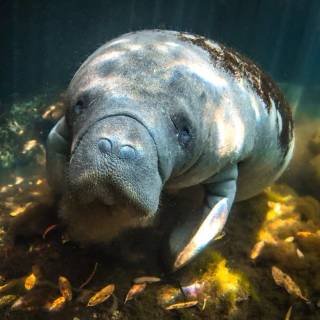 Manatee wallpaper