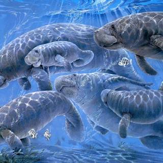 Manatee wallpaper