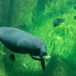 Manatee wallpaper
